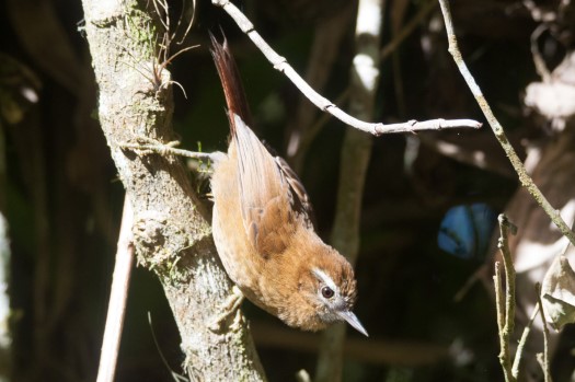 White-browed Spinetail at Zuro Loma